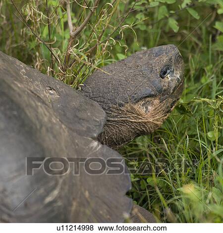 Giant tortoise, Santa Cruz Island, Galapagos Islands, Ecuador View Large Photo Image Stock Photo - Giant tortoise, Santa Cruz Island, Galapagos Islands, Ecuador. Fotosearch