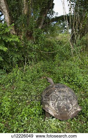 Giant tortoise, Santa Cruz Island, Galapagos Islands, Ecuador View Large Photo Image Stock Photo - Giant tortoise, Santa Cruz Island, Galapagos Islands, Ecuador. Fotosearch