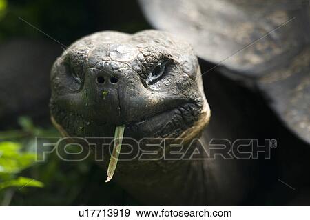 Stock Photo - Giant tortoise, Santa Cruz Island, Galapagos Islands, Ecuador. Fotosearch