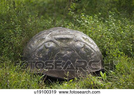 Stock Photo - Giant tortoise, Santa Cruz Island, Galapagos Islands, Ecuador. Fotosearch