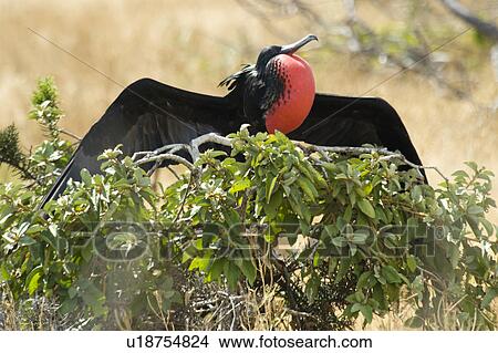 Great frigatebird (Fregata minor) about to take off, North Seymour Island, Galapagos Islands, Ecuador View Large Photo Image Picture - Great frigatebird (Fregata minor) about to take off, North Seymour Island, Galapagos Islands, Ecuador. Fotosearch