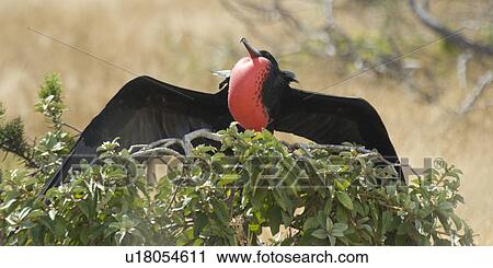 Great frigatebird (Fregata minor) about to take off, North Seymour Island, Galapagos Islands, Ecuador View Large Photo Image Stock Image - Great frigatebird (Fregata minor) about to take off, North Seymour Island, Galapagos Islands, Ecuador. Fotosearch