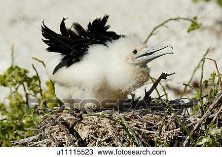 Great frigatebird (Fregata minor) chick in its nest, Darwin Bay, Genovesa Island, Galapagos Islands, Ecuador View Large Photo Image Stock Image - Great frigatebird (Fregata minor) chick in its nest, Darwin Bay, Genovesa Island, Galapagos Islands, Ecuador. Fotosearch