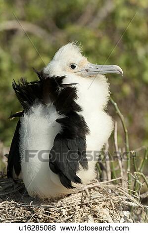 Great frigatebird (Fregata minor) chick in its nest, Darwin Bay, Genovesa Island, Galapagos Islands, Ecuador View Large Photo Image Stock Photo - Great frigatebird (Fregata minor) chick in its nest, Darwin Bay, Genovesa Island, Galapagos Islands, Ecuador. Fotosearch