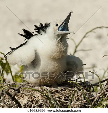 Stock Photograph - Great frigatebird (Fregata minor) chick calling in its nest, Genovesa Island, Galapagos Islands, Ecuador. Fotosearch