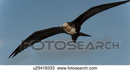 Stock Image - Great frigatebird (Fregata minor) in flight, Genovesa Island, Galapagos Islands, Ecuador. Fotosearch