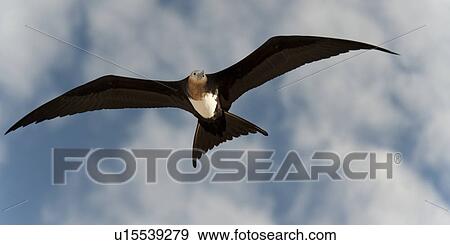 Stock Photo - Great frigatebird (Fregata minor) in flight, Genovesa Island, Galapagos Islands, Ecuador. Fotosearch