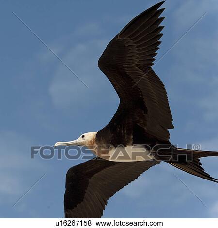 Great frigatebird (Fregata minor) in flight, Genovesa Island, Galapagos Islands, Ecuador View Large Photo Image Stock Photo - Great frigatebird (Fregata minor) in flight, Genovesa Island, Galapagos Islands, Ecuador. Fotosearch