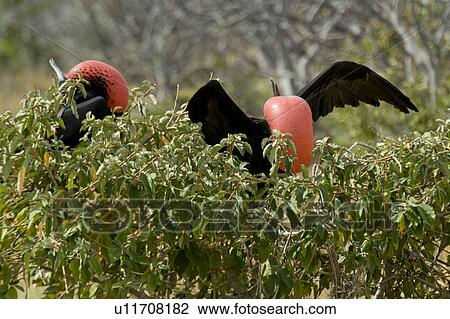 Stock Image - Great frigatebird (Fregata Minor), North Seymour Island, Galapagos Islands, Ecuador. Fotosearch