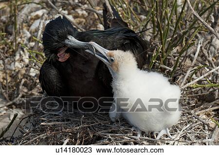 Stock Image - Great frigatebird (Fregata minor) feeding its chick, Darwin Bay, Genovesa Island, Galapagos Islands, Ecuador. Fotosearch