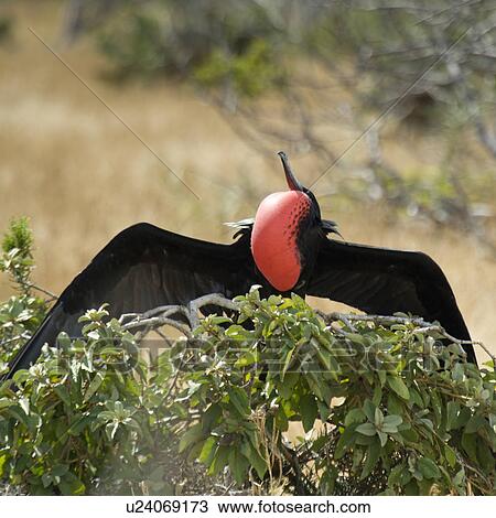Great frigatebird (Fregata minor) taking off from a tree branch, North Seymour Island, Galapagos Islands, Ecuador View Large Photo Image Stock Image - Great frigatebird (Fregata minor) taking off from a tree branch, North Seymour Island, Galapagos Islands, Ecuador. Fotosearch