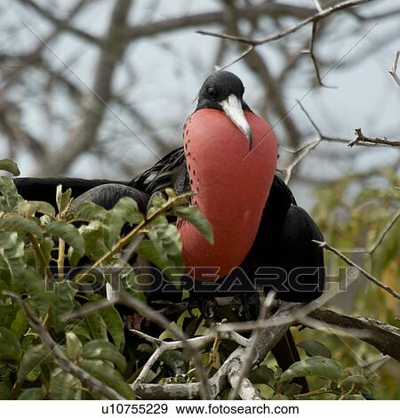 Great frigatebird (Fregata Minor), North Seymour Island, Galapagos Islands, Ecuador View Large Photo Image Stock Photo - Great frigatebird (Fregata Minor), North Seymour Island, Galapagos Islands, Ecuador. Fotosearch
