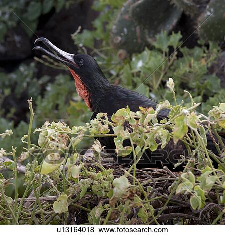 Great frigatebird (Fregata minor) calling, Genovesa Island, Galapagos Islands, Ecuador View Large Photo Image Stock Photo - Great frigatebird (Fregata minor) calling, Genovesa Island, Galapagos Islands, Ecuador. Fotosearch