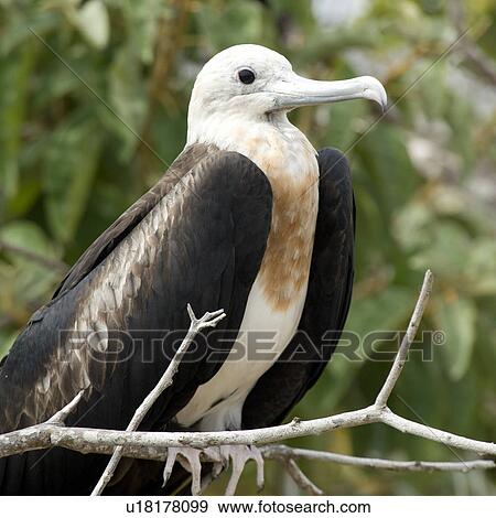 Stock Photo - Great frigatebird (Fregata Minor), North Seymour Island, Galapagos Islands, Ecuador. Fotosearch