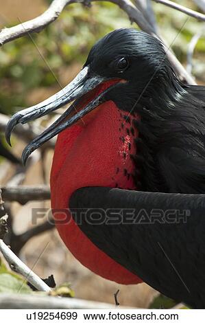 Stock Photo - Great frigatebird (Fregata Minor), North Seymour Island, Galapagos Islands, Ecuador. Fotosearch