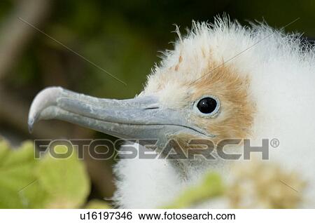 Great frigatebird (Fregata minor) chick, North Seymour Island, Galapagos Islands, Ecuador View Large Photo Image Stock Photograph - Great frigatebird (Fregata minor) chick, North Seymour Island, Galapagos Islands, Ecuador. Fotosearch