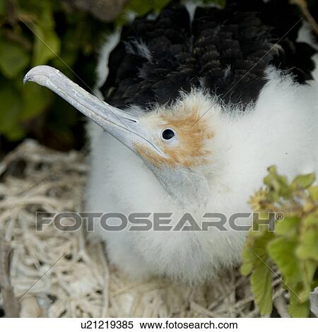 Great frigatebird (Fregata minor) chick, North Seymour Island, Galapagos Islands, Ecuador View Large Photo Image Stock Photography - Great frigatebird (Fregata minor) chick, North Seymour Island, Galapagos Islands, Ecuador. Fotosearch