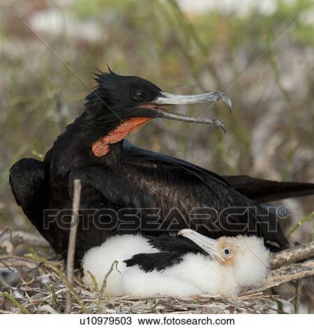 Stock Image - Great frigatebird (Fregata minor) with its chick in nest, Genovesa Island, Galapagos Islands, Ecuador. Fotosearch