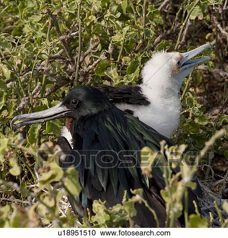 Great frigatebird (Fregata minor) with its chick, Genovesa Island, Galapagos Islands, Ecuador View Large Photo Image Stock Image - Great frigatebird (Fregata minor) with its chick, Genovesa Island, Galapagos Islands, Ecuador. Fotosearch