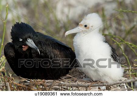 Great frigatebird (Fregata minor) with its chick in nest, Darwin Bay, Genovesa Island, Galapagos Islands, Ecuador View Large Photo Image Stock Image - Great frigatebird (Fregata minor) with its chick in nest, Darwin Bay, Genovesa Island, Galapagos Islands, Ecuador. Fotosearch