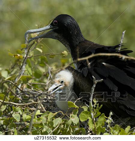 Great frigatebird (Fregata minor) with its chick in nest, North Seymour Island, Galapagos Islands, Ecuador View Large Photo Image Stock Image - Great frigatebird (Fregata minor) with its chick in nest, North Seymour Island, Galapagos Islands, Ecuador. Fotosearch