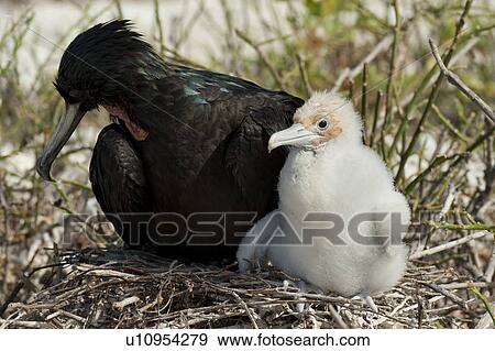 Great frigatebird (Fregata minor) with its chick, Darwin Bay, Genovesa Island, Galapagos Islands, Ecuador View Large Photo Image Stock Photo - Great frigatebird (Fregata minor) with its chick, Darwin Bay, Genovesa Island, Galapagos Islands, Ecuador. Fotosearch