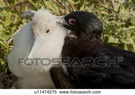 Great frigatebird (Fregata minor) with its chick, Darwin Bay, Genovesa Island, Galapagos Islands, Ecuador View Large Photo Image Stock Photography - Great frigatebird (Fregata minor) with its chick, Darwin Bay, Genovesa Island, Galapagos Islands, Ecuador. Fotosearch