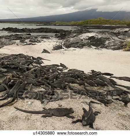 Stock Image - Group of Marine iguanas (Amblyrhynchus cristatus) on the beach, Punta Espinoza, Fernandina Island, Galapagos Islands, Ecuador. Fotosearch