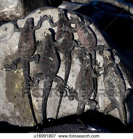 Stock Photo - Group of Marine iguanas (Amblyrhynchus cristatus) on a rock, Punta Suarez, Espanola Island, Galapagos Islands, Ecuador. Fotosearch