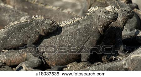 Group of Marine iguanas (Amblyrhynchus cristatus), Punta Espinoza, Fernandina Island, Galapagos Islands, Ecuador View Large Photo Image Stock Photography - Group of Marine iguanas (Amblyrhynchus cristatus), Punta Espinoza, Fernandina Island, Galapagos Islands, Ecuador. Fotosearch