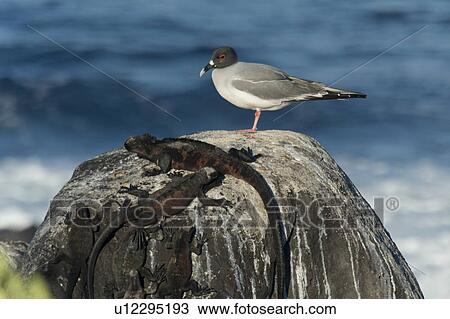 Stock Image - Gull and lizards on a rock, Punta Suarez, Espanola Island, Galapagos Islands, Ecuador. Fotosearch