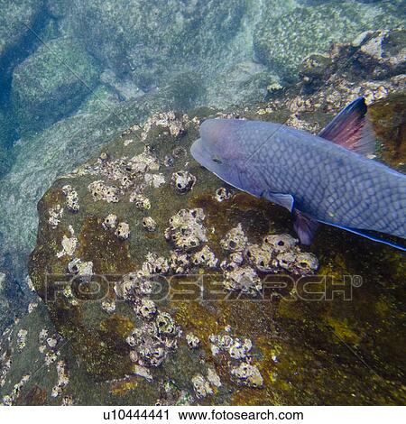 High angle view of a fish underwater, Gardner Bay, Espanola Island, Galapagos Islands, Ecuador View Large Photo Image Stock Image - High angle view of a fish underwater, Gardner Bay, Espanola Island, Galapagos Islands, Ecuador. Fotosearch