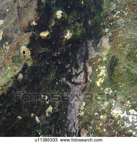 Stock Image - High angle view of a fish underwater, Gardner Bay, Espanola Island, Galapagos Islands, Ecuador. Fotosearch
