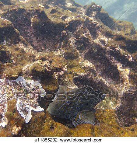 High angle view of a fish underwater, Gardner Bay, Espanola Island, Galapagos Islands, Ecuador View Large Photo Image Stock Image - High angle view of a fish underwater, Gardner Bay, Espanola Island, Galapagos Islands, Ecuador. Fotosearch