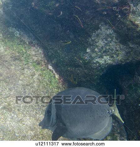 Stock Photo - High angle view of a fish underwater, Gardner Bay, Espanola Island, Galapagos Islands, Ecuador. Fotosearch