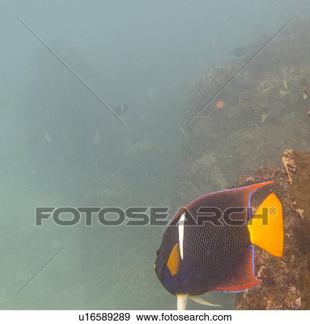 Stock Photo - High angle view of a fish underwater, Gardner Bay, Espanola Island, Galapagos Islands, Ecuador. Fotosearch