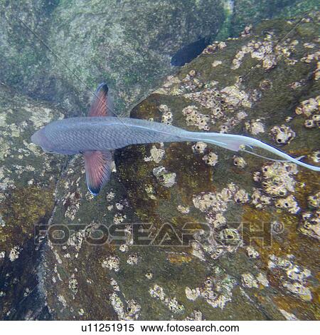 Stock Photography - High angle view of a fish underwater, Gardner Bay, Espanola Island, Galapagos Islands, Ecuador. Fotosearch