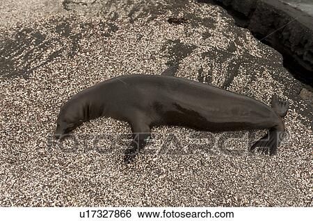 Stock Photograph - High angle view of a Galapagos sea lion (Zalophus californianus wollebacki), Punta Espinoza, Fernandina Island, Ecuador. Fotosearch