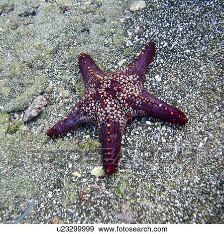High angle view of a starfish underwater, Bartolome Island, Galapagos Islands, Ecuador View Large Photo Image Stock Photo - High angle view of a starfish underwater, Bartolome Island, Galapagos Islands, Ecuador. Fotosearch