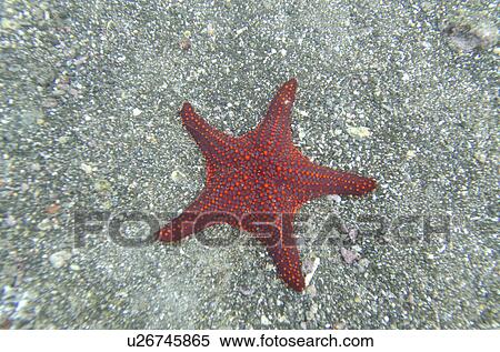 High angle view of a starfish underwater, Bartolome Island, Galapagos Islands, Ecuador View Large Photo Image Stock Photography - High angle view of a starfish underwater, Bartolome Island, Galapagos Islands, Ecuador. Fotosearch