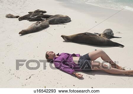 High angle view of a woman lying on the beach with Galapagos sea lions (Zalophus californianus wollebacki), Gardner Bay, Espanola Island, Galapagos Islands, Ecuador View Large Photo Image Stock Image - High angle view of a woman lying on the beach with Galapagos sea lions (Zalophus californianus wollebacki), Gardner Bay, Espanola Island, Galapagos Islands, Ecuador. Fotosearch