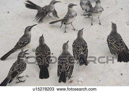 Stock Image - High angle view of Galapagos mockingbirds (Nesomimus parvulus), Gardner Bay, Espanola Island, Galapagos Islands, Ecuador. Fotosearch
