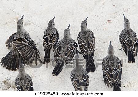 Stock Photo - High angle view of Galapagos mockingbirds (Nesomimus parvulus), Gardner Bay, Espanola Island, Galapagos Islands, Ecuador. Fotosearch