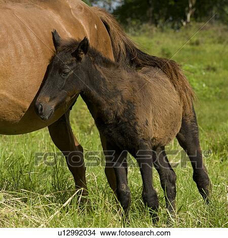Horse and a foal, Santa Cruz Island, Galapagos Islands, Ecuador View Large Photo Image Picture - Horse and a foal, Santa Cruz Island, Galapagos Islands, Ecuador. Fotosearch