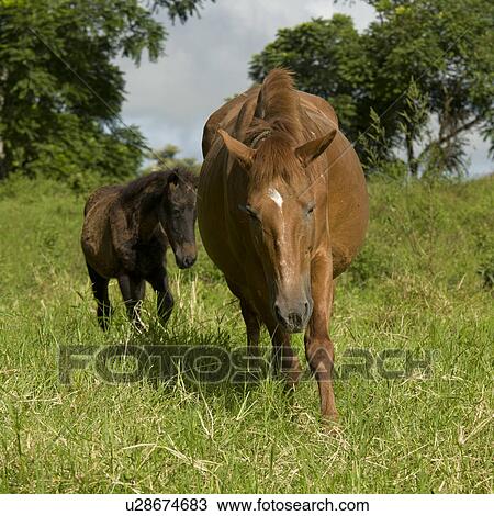 Stock Image - Horse and a foal, Santa Cruz Island, Galapagos Islands, Ecuador. Fotosearch