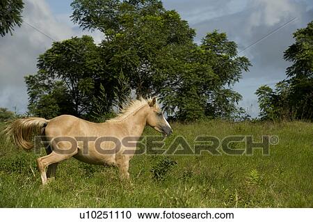 Horse running in a field, Santa Cruz Island, Galapagos Islands, Ecuador View Large Photo Image Stock Image - Horse running in a field, Santa Cruz Island, Galapagos Islands, Ecuador. Fotosearch