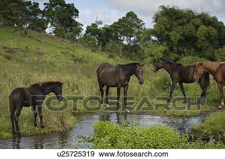 Stock Photo - Horses at a waterhole, Santa Cruz Island, Galapagos Islands, Ecuador. Fotosearch