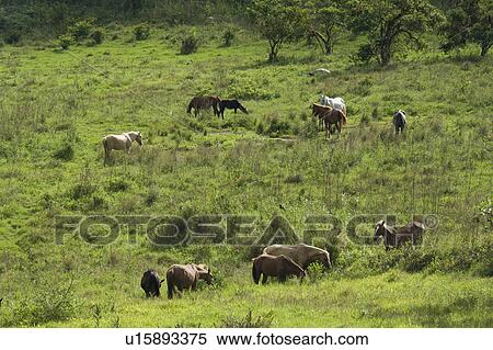 Stock Photography - Horses grazing in a field, Santa Cruz Island, Galapagos Islands, Ecuador. Fotosearch