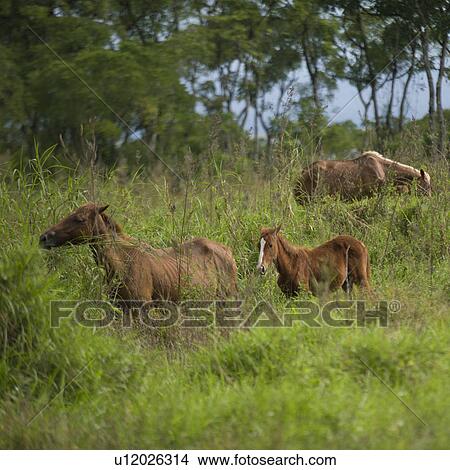 Picture - Horses, Santa Cruz Island, Galapagos Islands, Ecuador. Fotosearch
