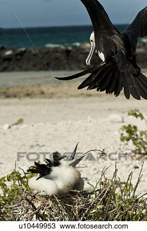 Hungry Great frigatebird (Fregata minor) chick in its nest waiting for food, Darwin Bay, Genovesa Island, Galapagos Islands, Ecuador View Large Photo Image Stock Image - Hungry Great frigatebird (Fregata minor) chick in its nest waiting for food, Darwin Bay, Genovesa Island, Galapagos Islands, Ecuador. Fotosearch